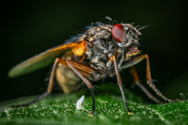 TJSP Aumenta Penas por Violência Doméstica com Dados Biométricos Detailed macro shot of a house fly (Musca domestica) on a green leaf, showcasing its intricate body features.