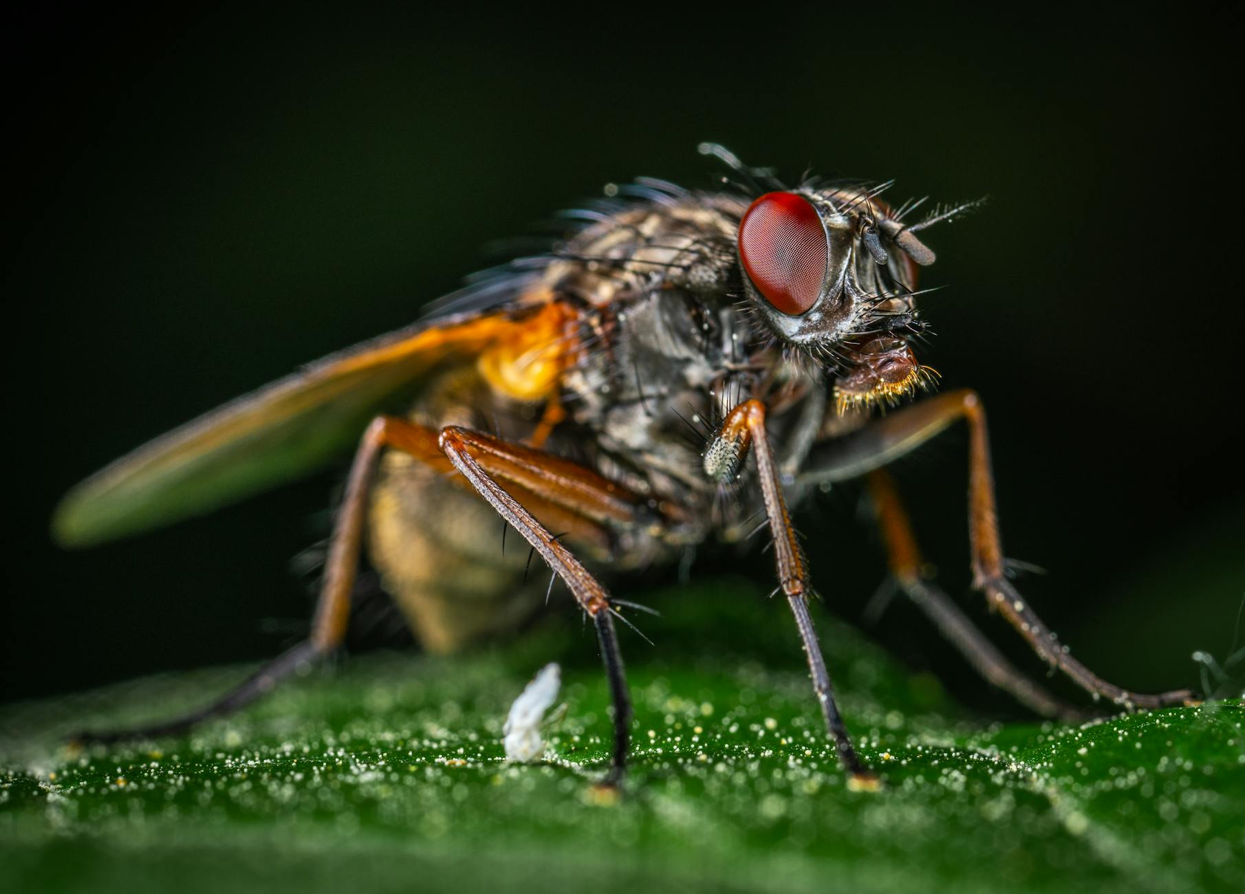 Detailed macro shot of a house fly (Musca domestica) on a green leaf, showcasing its intricate body features.