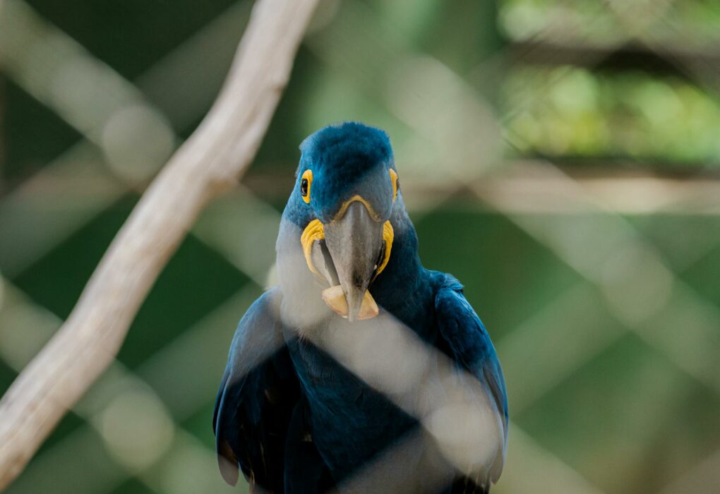 Beautiful Hyacinth Macaw viewed through a fence in a Brazilian zoo, showcasing its vibrant blue feathers.