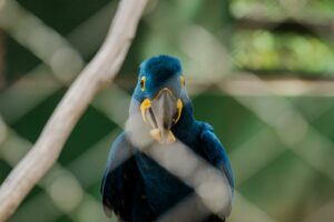 Beautiful Hyacinth Macaw viewed through a fence in a Brazilian zoo, showcasing its vibrant blue feathers.