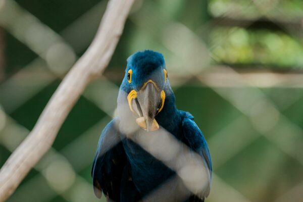 TJSP autoriza penhora de salário para quitar dívida ativa Beautiful Hyacinth Macaw viewed through a fence in a Brazilian zoo, showcasing its vibrant blue feathers.