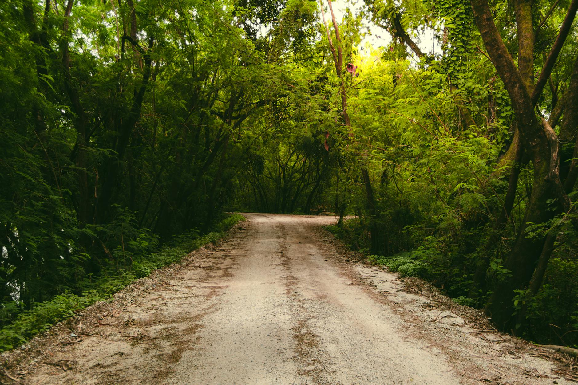 A serene dirt path winding through dense green forest in Minas Gerais, Brazil, captured on a bright summer day.