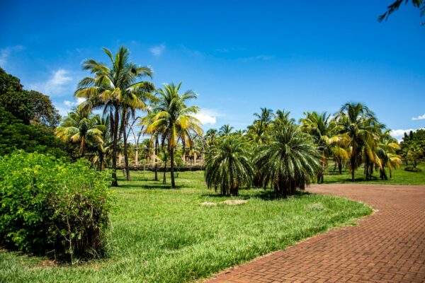 Gasto com Cartão Corporativo Aumenta 40% no Primeiro Semestre Lush palm trees on a sunny day in Primeiro de Maio, Brazil.