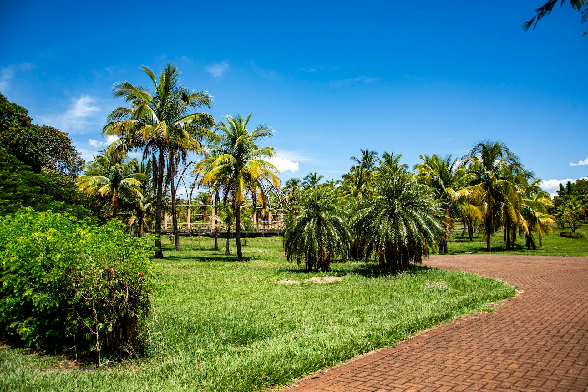 Lush palm trees on a sunny day in Primeiro de Maio, Brazil.