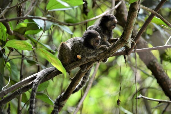 Aumento de golpes com criptomoedas alarma autoridades Black-tufted marmosets resting on branches in Brasília's rainforest, showcasing tropical wildlife.