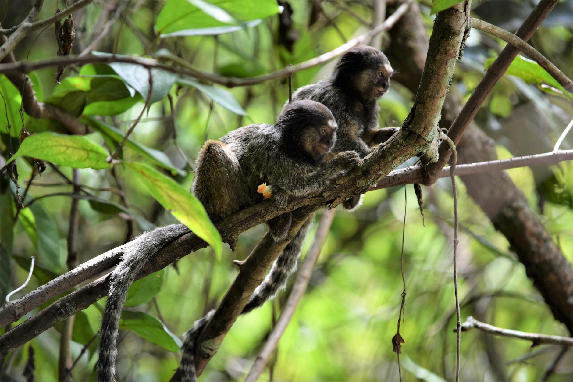 Black-tufted marmosets resting on branches in Brasília's rainforest, showcasing tropical wildlife.