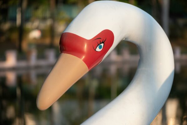 Prefeitura de BH Lança Programa Inovador de Compostagem Close-up of a swan-shaped pedalo in a park in Belo Horizonte, Minas Gerais, Brazil, in daylight.
