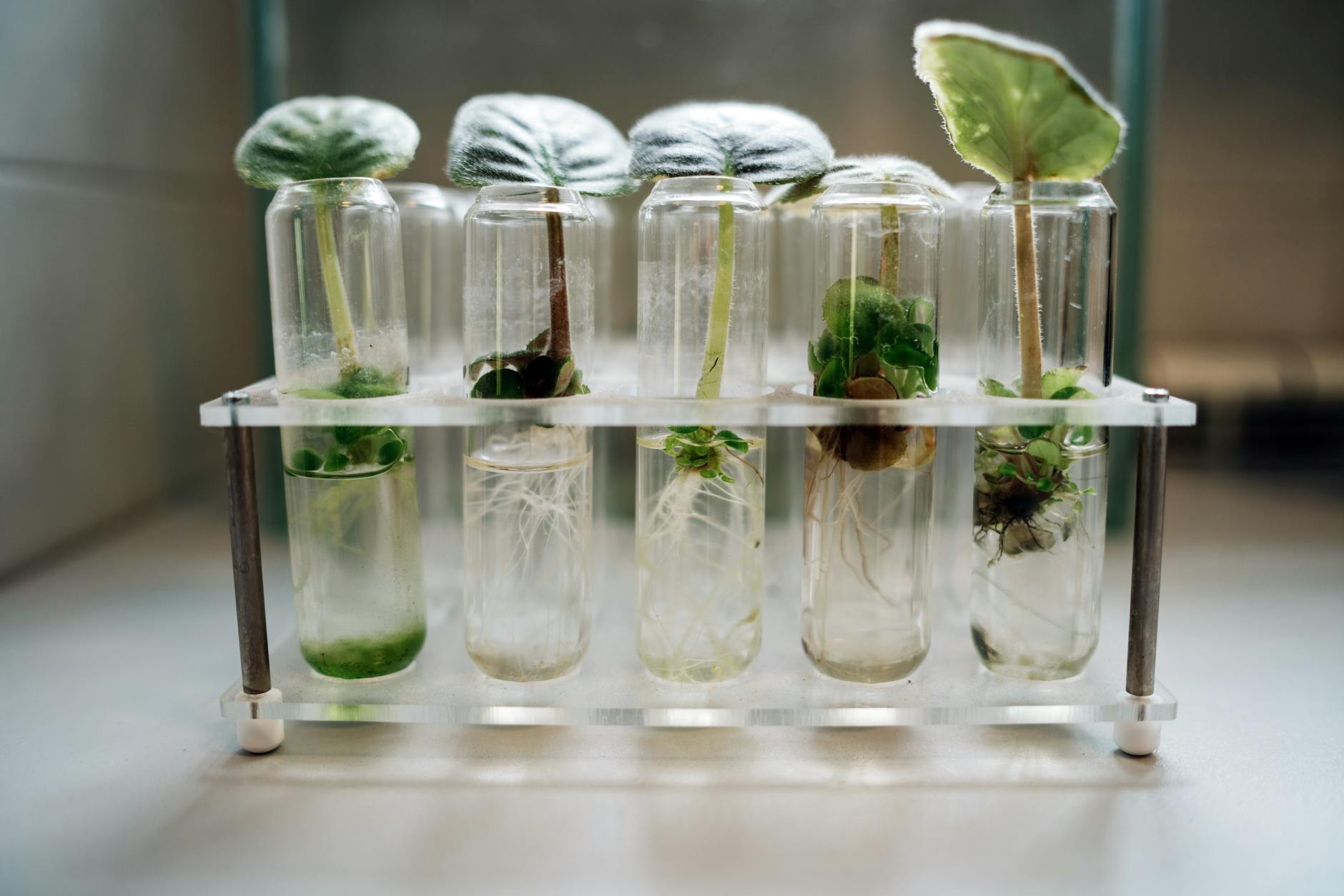Close-up of plant micropropagation experiment in test tubes showcasing biotechnology.